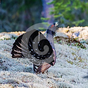 Wood Grouse's Tail