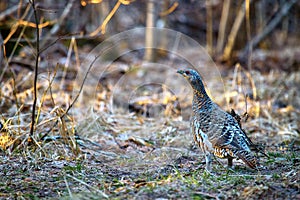 Wood grouse in spring forest. Female