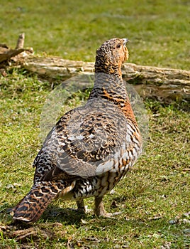 Wood Grouse - Tetrao urogallus