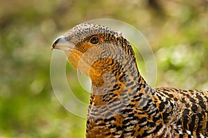 Wood Grouse - Tetrao urogallus