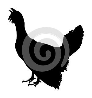 Wood grouse vector silhouette illustration isolated on white background.