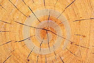 Wood with growth ring