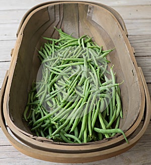 Wood harvest basket trug with green French beans