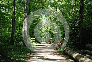 Wood Harvesting in the Black Forest