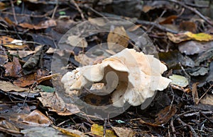 Wood hedgehog, Hydnum repandum