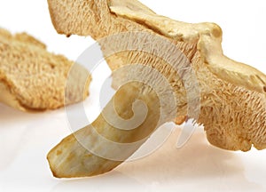 WOOD HEDGEHOG MUSHROOM hydnum repandum AGAINST WHITE BACKGROUND