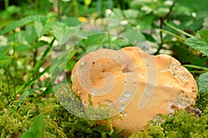 Wood Hedgehog mushroom