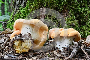 Wood Hedgehog mushroom in oak forest