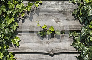 Wood horizontal plants with a green leaves of plants in a sun light. Copy space for text or image. Natural background
