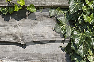 Wood horizontal plants with a green leaves of plants in a sun light. Copy space for text or image. Natural background