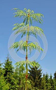 Wood horsetail (Equisetum sylvaticum)