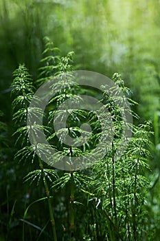 Wood horsetail Equisetum sylvaticum