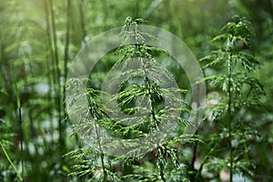 Wood horsetail Equisetum sylvaticum