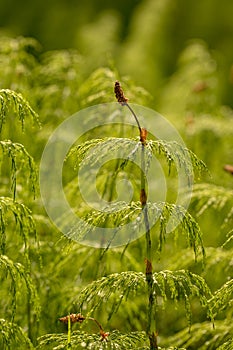 Wood Horsetail - Equisetum sylvaticum - Green Nature Backgrounds