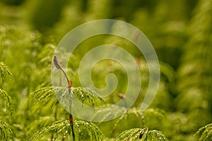 Wood Horsetail - Equisetum sylvaticum - Green Nature Backgrounds