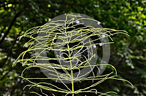 Wood Horsetail - Equisetum sylvaticum - Green Nature Backgrounds