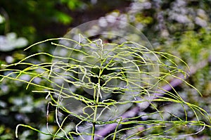 Wood Horsetail - Equisetum sylvaticum - Green Nature Backgrounds