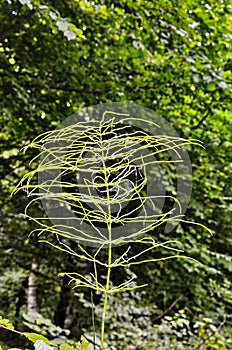 Wood Horsetail - Equisetum sylvaticum - Green Nature Backgrounds