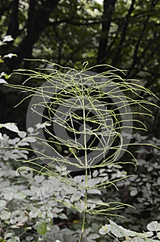 Wood Horsetail - Equisetum sylvaticum - Green Nature Backgrounds