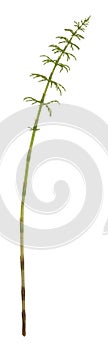 Wood horsetail, Equisetum sylvaticum isolated on white background