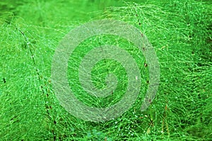 wood horsetail (Equisetum sylvaticum) in raindrops