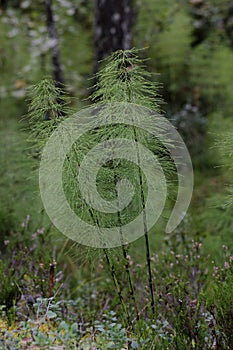 Wood Horsetails