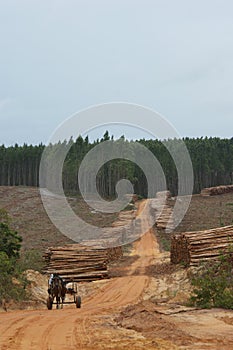 Wood industry