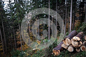 Wood industry, Stacked logs, Black Forest, Germany, Europe. Deforested woodland. Schwartzwald.