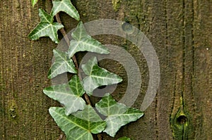 Wood and Ivy