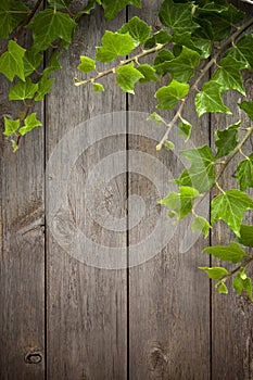 Wood And Ivy Background