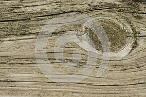 Wood Knot