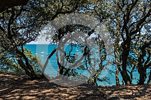 Wood of la Chaise in Noirmoutier & x28;France& x29; photo