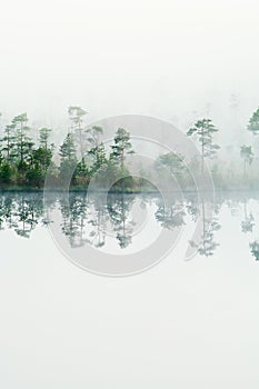 Wood lake coast in a fog