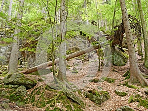 Wood landscape with fallen tree