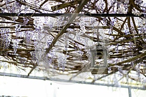 wood lantern hanging between wisteria photo