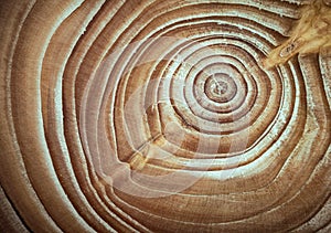 Wood larch texture of cut tree trunk, close-up. Stump wood