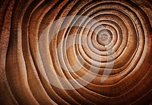 Wood larch texture of cut tree trunk.