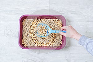 Wood litter of litter for cats in a burgundy tray on blue scoop in the hand of a Caucasian woman