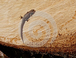 Wood lizard sunbathes on a felled tree