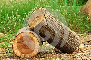 Wood Log