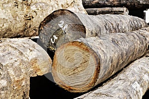 Wood log