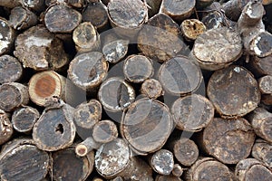 Wood log background pattern