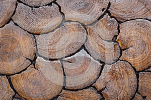 Wood log background texture