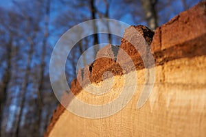 wood log and the blue sky