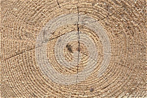 Wood log circles front view detail