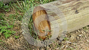 Wood log cut