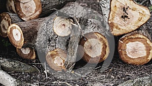 Wood log lumber textured wallpaper