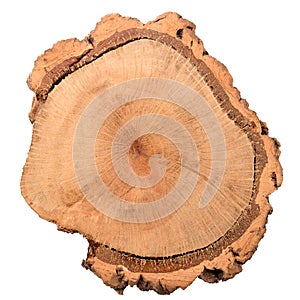 Wood log slice