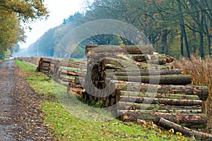 Wood logging in the netherlands