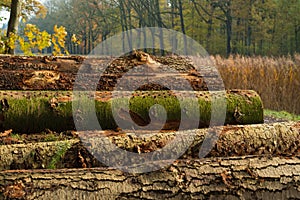 Wood logging in the netherlands